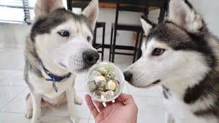 Husky Reacts To Freeze Dried Quail Eggs..