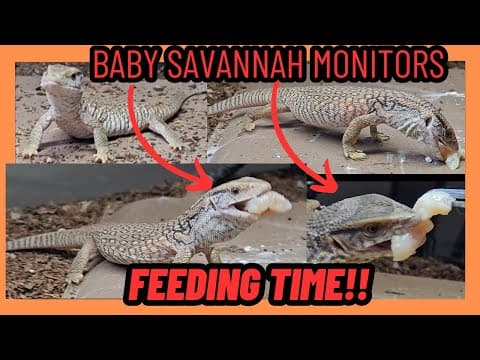 Baby Savannah Monitor Lizard Feeding Chicken For First Time! Excited Reptiles!