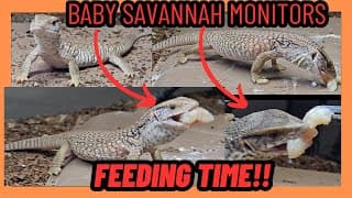 Baby Savannah Monitor Lizard Feeding Chicken For First Time! Excited Reptiles!