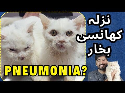 How To Save Your Cat From Calci Virus?  // اردو / हिंदी