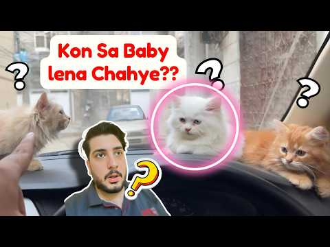 Kon Sa Baby Kitten Le Lia Mainy? Baby Kitten Ko Lene Se Pehle Jaan Le Ye 5 Baatein