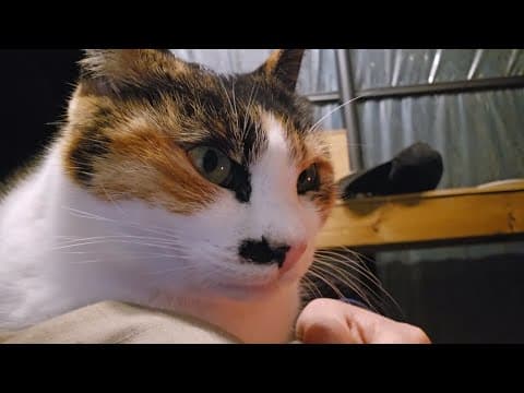 고양이 월동 준비