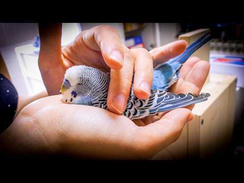 Grieving The Loss Of A Budgie (coping Strategies For Bird Lovers)