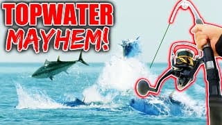 Throwing Topwater Baits Into A Feeding Frenzy Of Giant Tuna!
