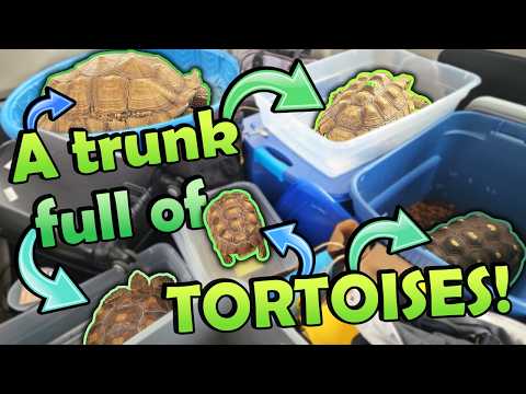 Driving Cross-country For Rescued Tortoises!