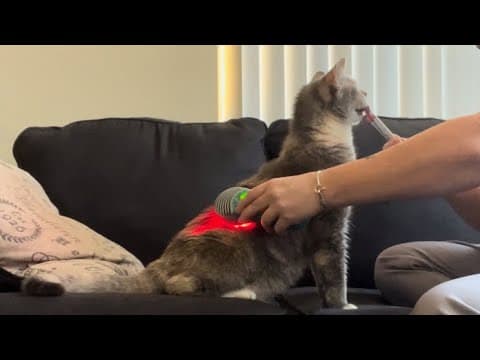 Cooperative Care Training: An Update On Laser Therapy Training