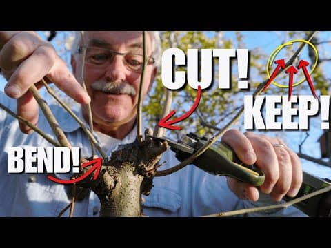 Get The Fruit Tree Of Your Dreams By Pruning These Branches!