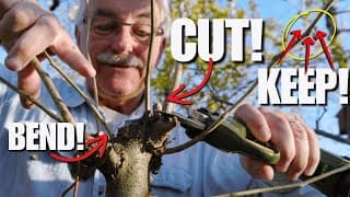 Get The Fruit Tree Of Your Dreams By Pruning These Branches!