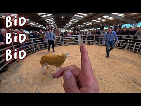 Trying To Buy A Ram.... Or Two!