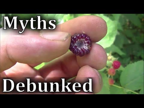 4 Myths Of Foraging Debunked