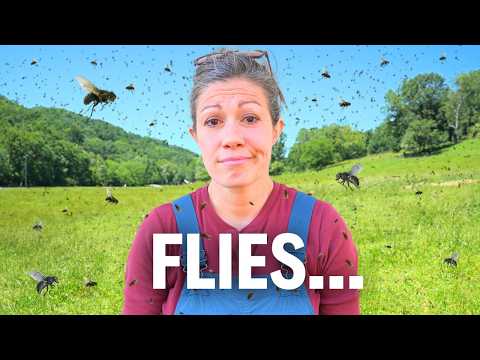 Win the War Against Flies! 💪 | A Farm Expert Reveals His Secrets ✅