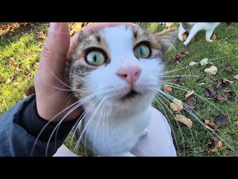 A Stunningly Beautiful Cat Is Following Me And Asking For Food.