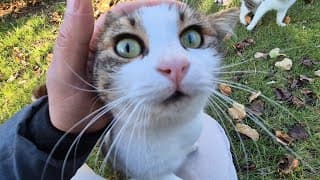 A Stunningly Beautiful Cat Is Following Me And Asking For Food.