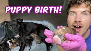 My Dog Gave Birth And You Won’t Believe How Many Puppies!