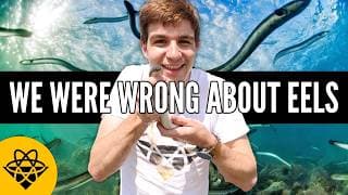 We Don't Know Where Eels Come From