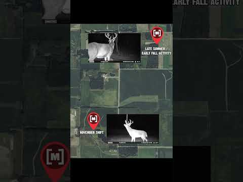 Stop Thinking Like a Human and Start Thinking Like a Deer