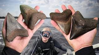 We Found 100+ Megalodon Teeth