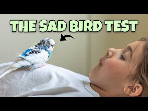 How To Know If Your Pet Bird Is Sad?