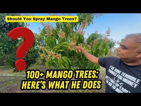 Fruit Tree Spraying: What Bobby Does With 100+ Mango Trees