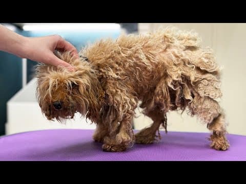 Unbelievable Poodle Transfromation