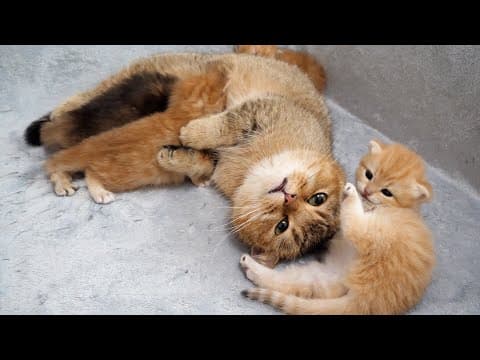 Here's A Busy Mom Cat Feeding Milk While Also Tending To Her Clingy Little Kitten...