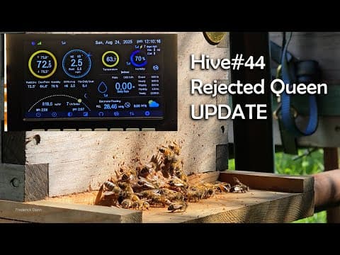 Rejected Queen, Hive 44 Update August 24th And Inspection No Smoker.