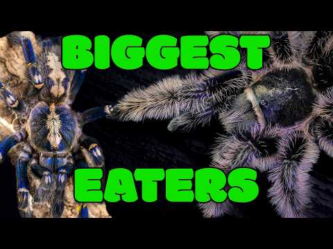 Top 10 Tarantulas That Never Turn Down Food - They Eat Like Monsters!