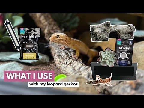 The Ultimate Leopard Gecko Setup Checklist |  2026