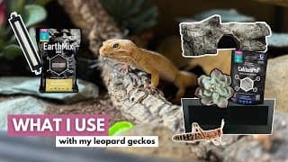 The Ultimate Leopard Gecko Setup Checklist |  2026