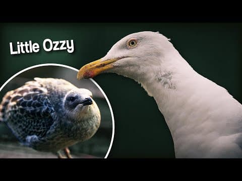 My Pet Seagulls Baby Died