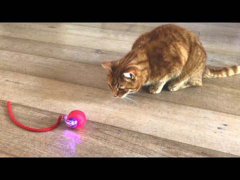 Cody Meets Interactive Rolling Ball - Cat Toy Review