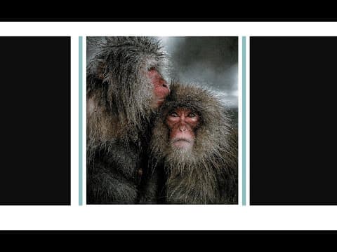 Cdc To Phase Out Testing On Monkeys?!