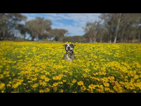 Relaxing Music For Animal Lovers And Their Pets 🌻🐕🌿 – A Calm Playlist For Slow Living