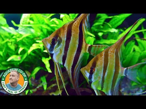 Return From Brazil - Sunday School