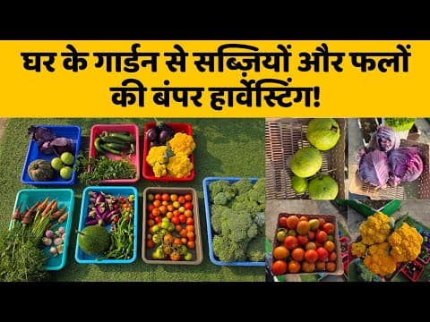 घर के गार्डन से सब्ज़ियों और फलों की बंपर हार्वेस्टिंग 🍅🍓home Garden Vegetables & Fruits Harvesting