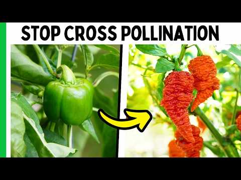 How To Keep Your Pepper Varieties Pure (easy Method)