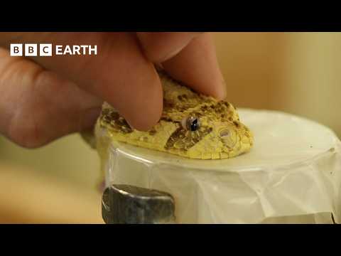 Extracting Venom From Deadly Snakes | 24 Hours With | Bbc Earth Science