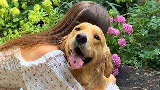 Why We Had To Leave Our Golden Retriever... (just For 2 Weeks)