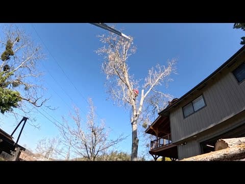Tree Removal By Powerlines
