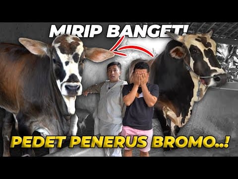 Ternyata Ada Penerus Bromo Di Setia Farm, Plek Ketiplek Banget!!