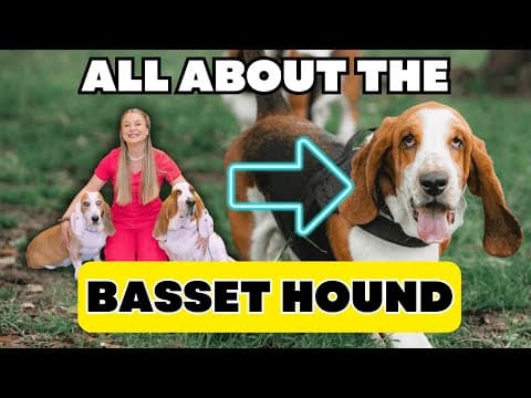 The Basset Hound Dog Breed! | Simply Explained